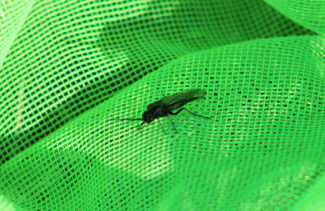 Dolerus