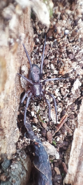 Drapeta rutilans - csillogó avarpók