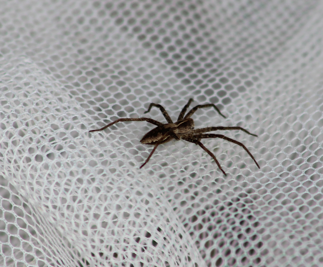 Pisaura mirabilis - csodáspók
