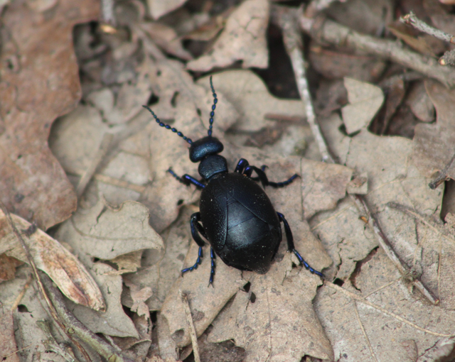 Meloe violaceus - kék nünüke