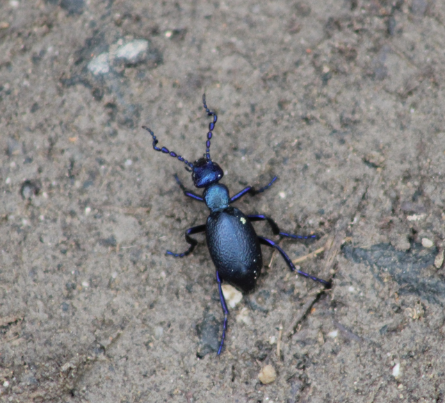 Meloe violaceus - kék nünüke