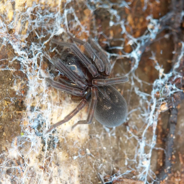 Amaurobius ferox - nagy eretnekpók