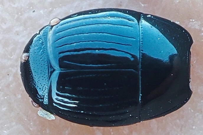 Atholus duodecimstriatus quatuordecimstriatus