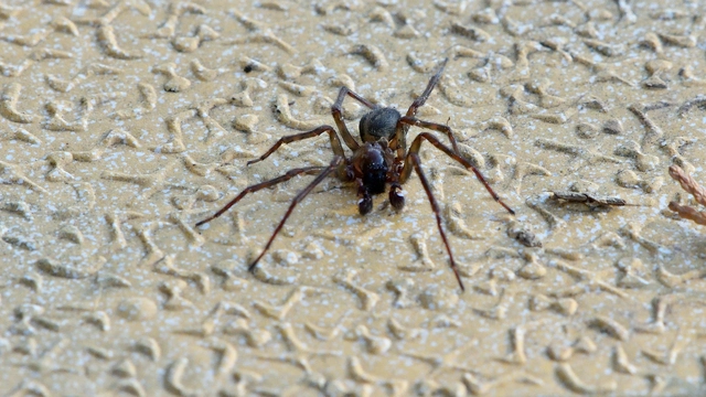 Amaurobius ferox - nagy eretnekpók