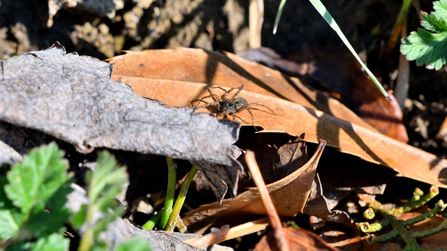 Pardosa