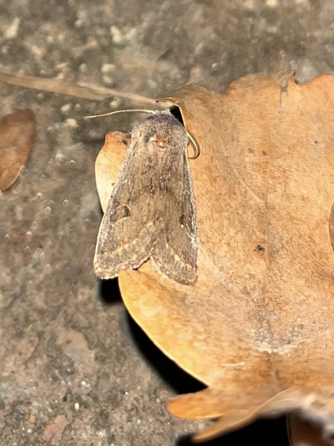 Orthosia populeti - nyárfa-barkabagoly