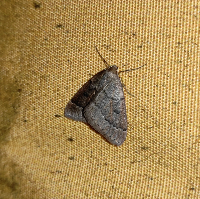 Theria rupicapraria - tavaszi kökényaraszoló