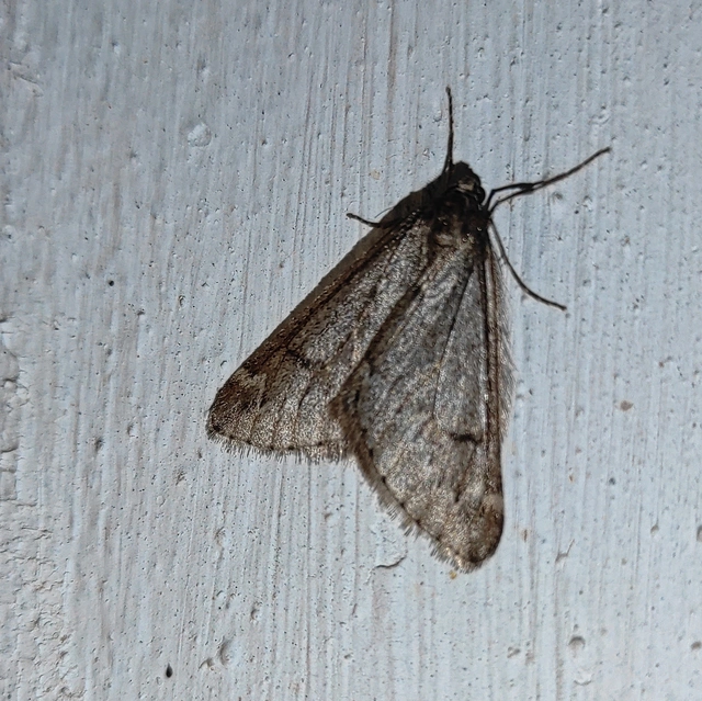 Alsophila aescularia - vadgesztenye-araszoló