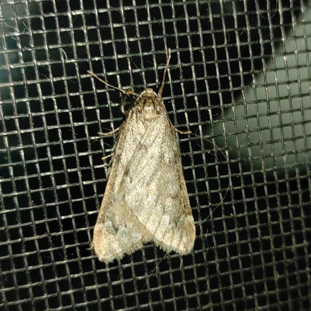 Alsophila aescularia - vadgesztenye-araszoló