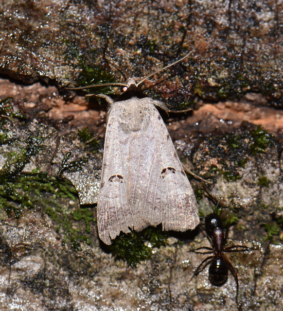 Lygephila craccae - gyakori csüdfűbagoly
