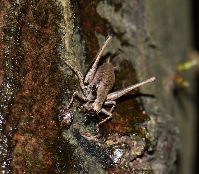 Pholidoptera griseoaptera - szürke avarszöcske Pholidoptera griseoaptera - szürke avarszöcske