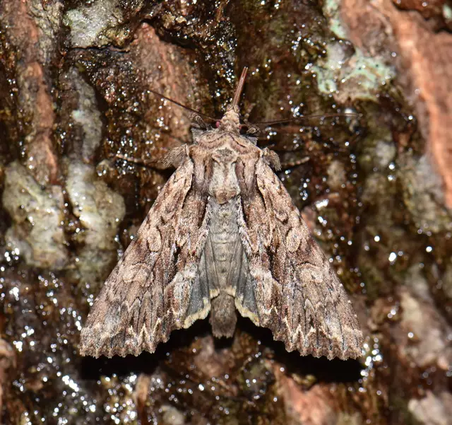 Apamea monoglypha - nagy dudvabagoly