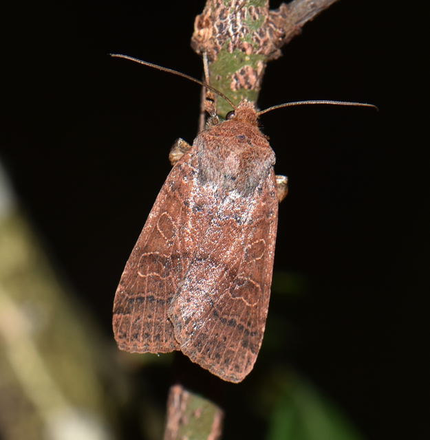 Anchoscelis nitida - rozsdabarna őszibagoly