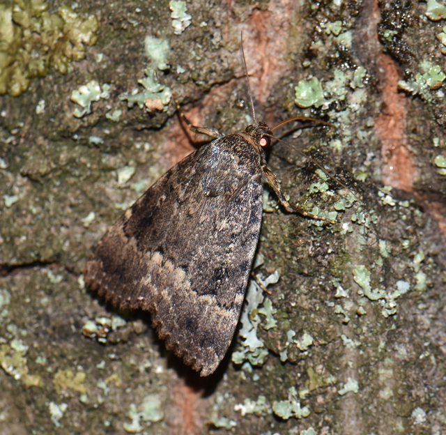 Amphipyra berbera/pyramidea