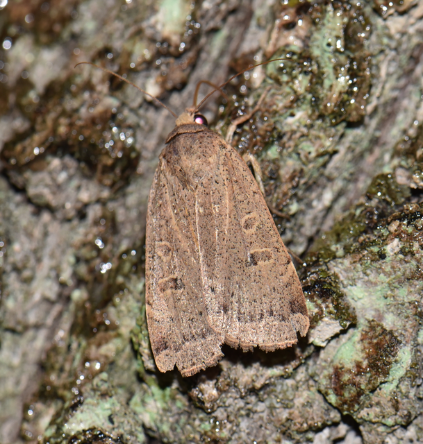 Noctua comes - kis sárgafűbagoly