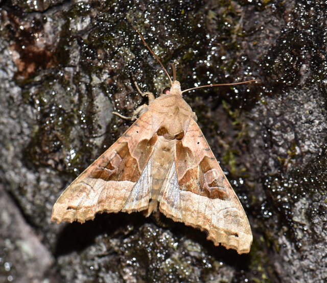 Phlogophora meticulosa - vándorló csipkésbagoly