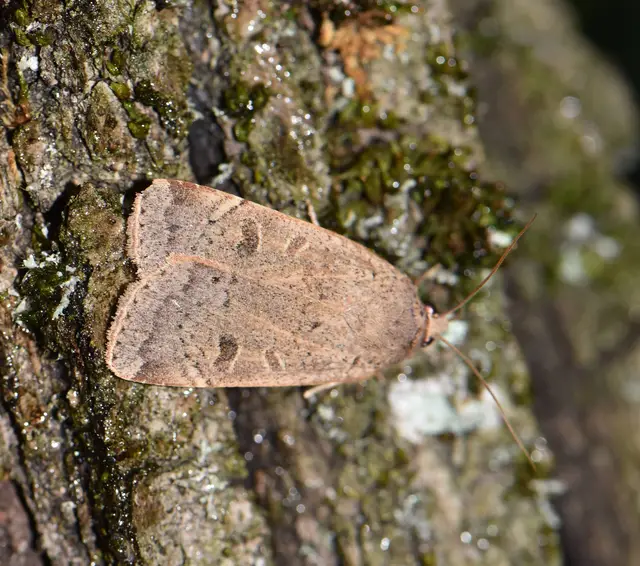 Noctua comes - kis sárgafűbagoly
