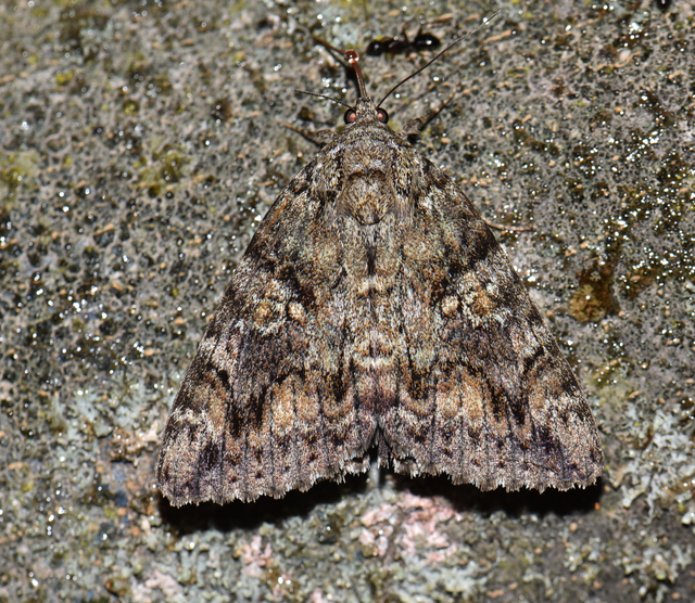 Catocala sponsa - tölgyfa-övesbagoly