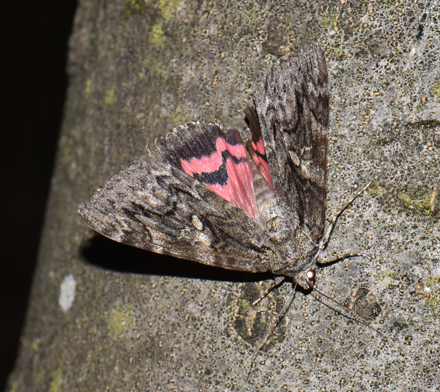 Catocala sponsa/dilecta