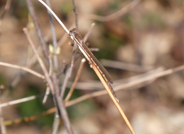 Sympecma fusca - téli rablószitakötő