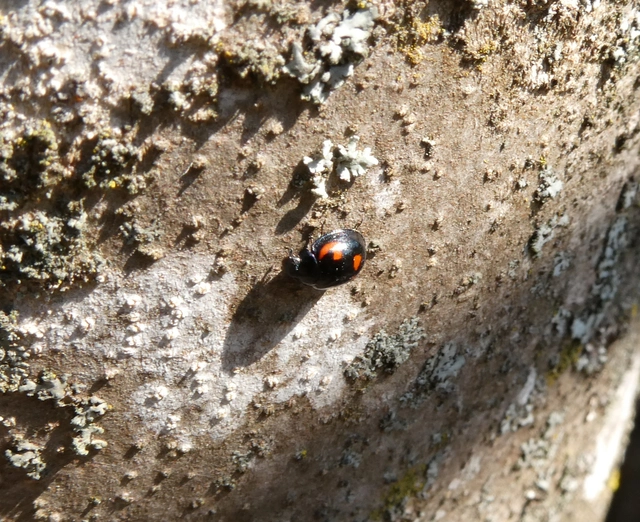 Exochomus quadripustulatus - négyfoltos szerecsenkata