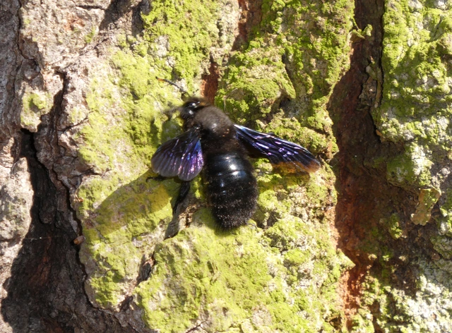Xylocopa violacea - kék fadongó