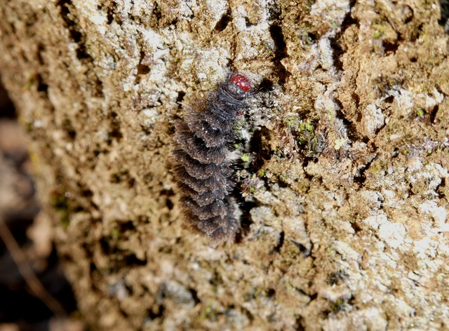 Amata phegea - fehérpettyes álcsüngőlepke