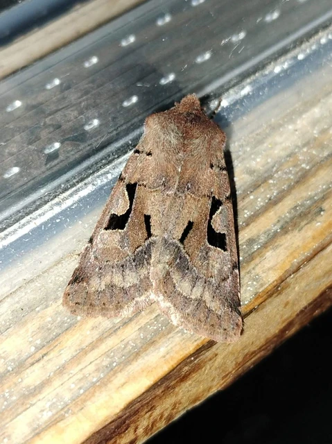 Orthosia gothica - feketefoltos barkabagoly