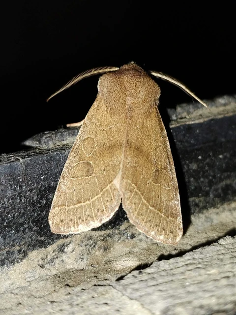 Orthosia cerasi - közepes barkabagoly