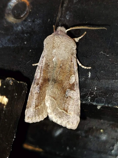 Orthosia incerta - változékony barkabagoly