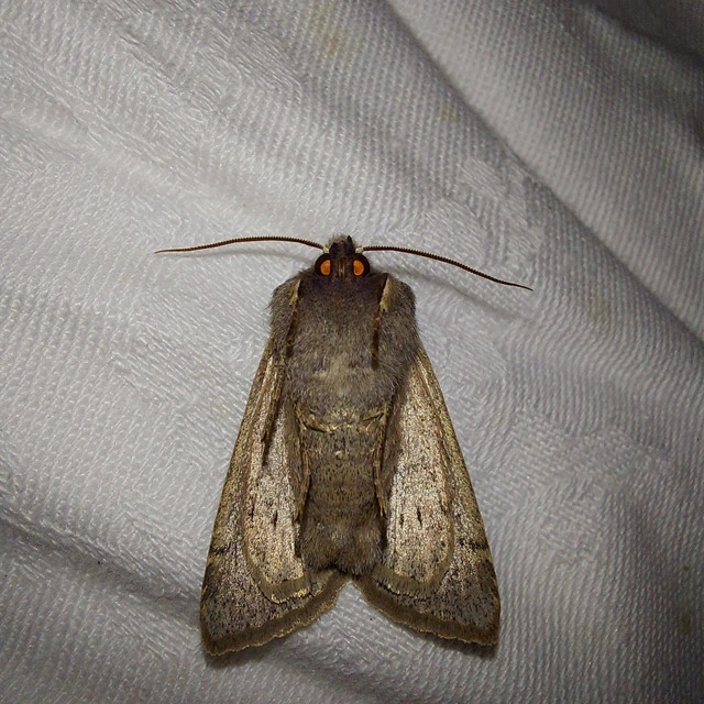 Orthosia incerta - változékony barkabagoly