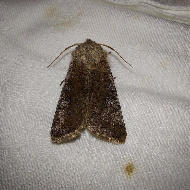 Orthosia incerta - változékony barkabagoly
