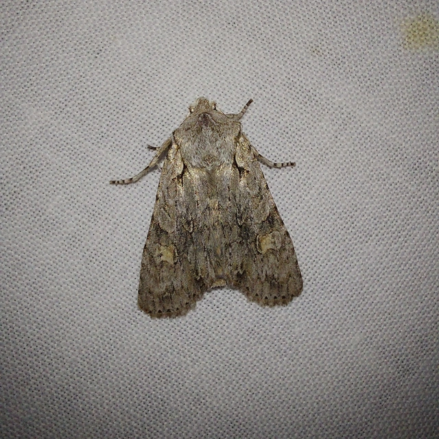 Lithophane ornitopus - közönséges fabagoly