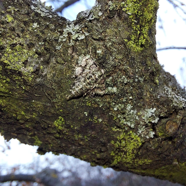 Agriopis marginaria - sárgás téliaraszoló