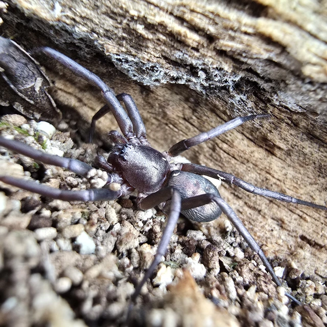Drapeta rutilans - csillogó avarpók