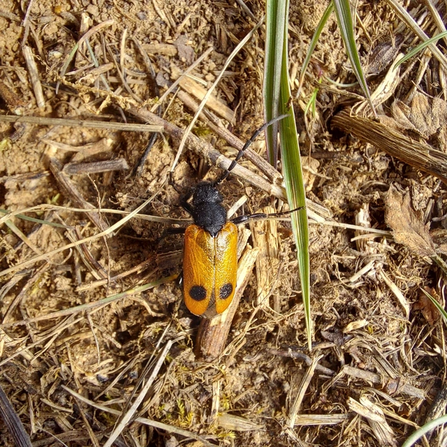 Apalus bimaculatus - kétfoltos élősdibogár