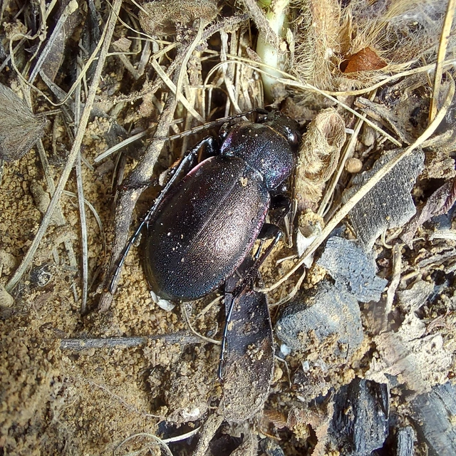 Carabus nemoralis - ligeti futrinka
