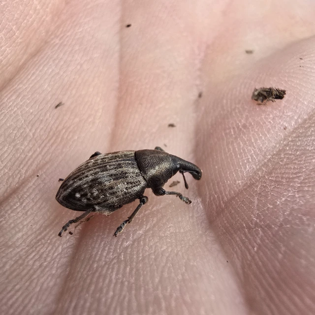 Lepyrus capucinus - pettyes fűzormányos