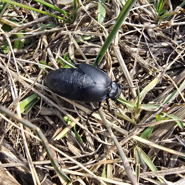 Meloe uralensis - uráli nünüke