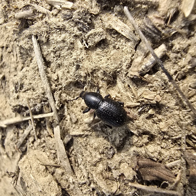 Psallidium maxillosum - fekete barkó
