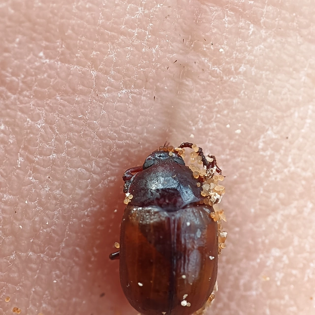 Leiodes Leiodes