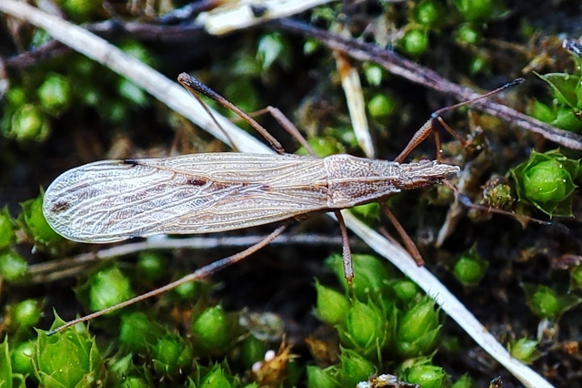 Berytinus