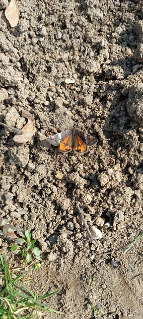 Archiearis parthenias - nagy nappaliaraszoló