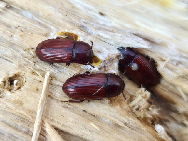 Uloma culinaris - nagy rágványbogár