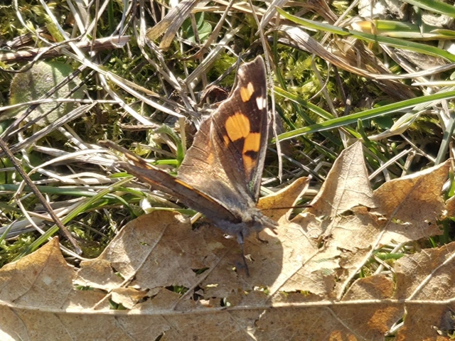 Libythea celtis - csőröslepke
