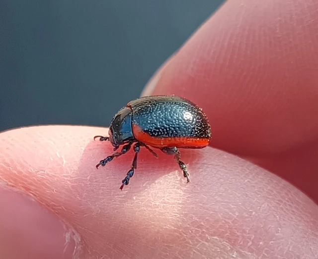 Chrysolina rossia - trapézhátú szegélyeslevelész