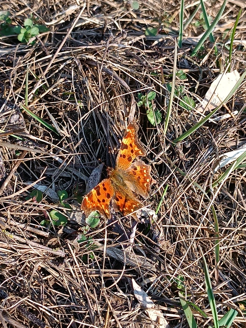 Nymphalis c-album - C-betűs lepke