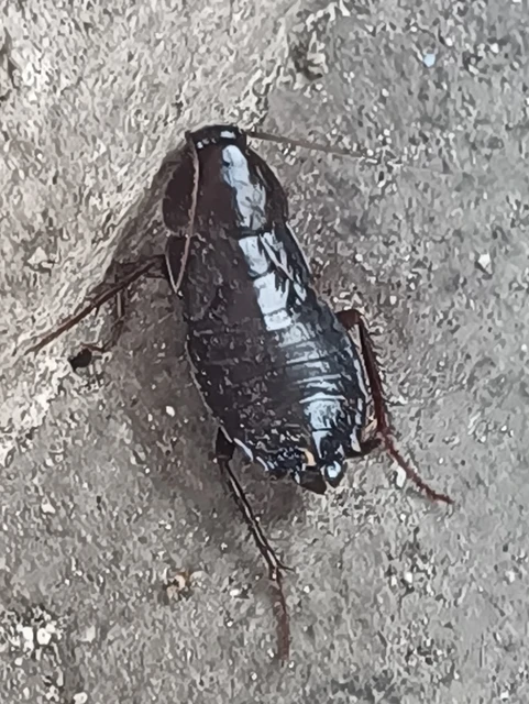 Blattodea - Csótányok Blattodea - Csótányok