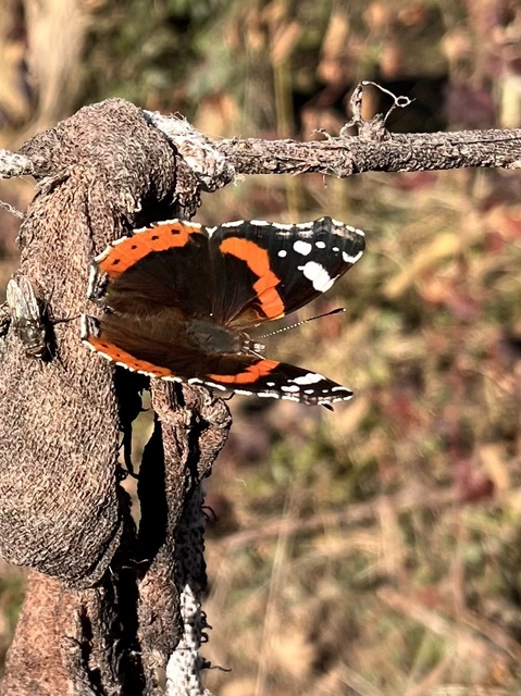 Vanessa atalanta - atalantalepke