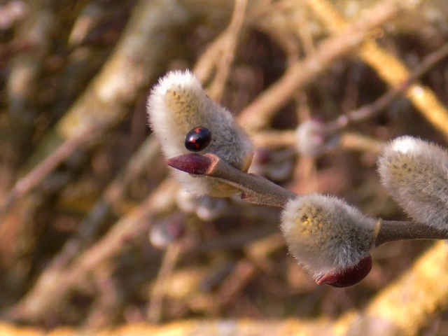 Exochomus quadripustulatus - négyfoltos szerecsenkata